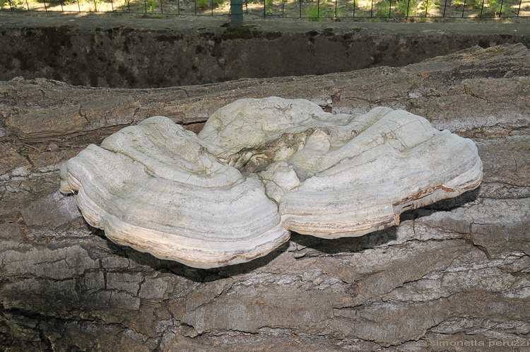Fomes fomentarius